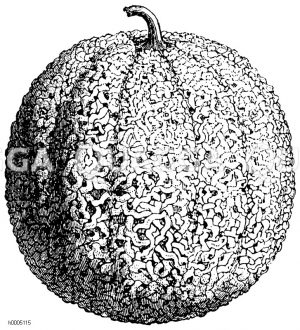 Melone, Sorte: Zucker von Tours [Digital]