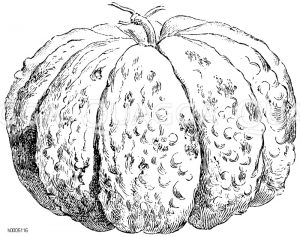 Melone, Sorte: Kantalup Precott [Digital]
