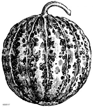 Melone, Sorte: Kleine Kantalup Prescott [Digital]