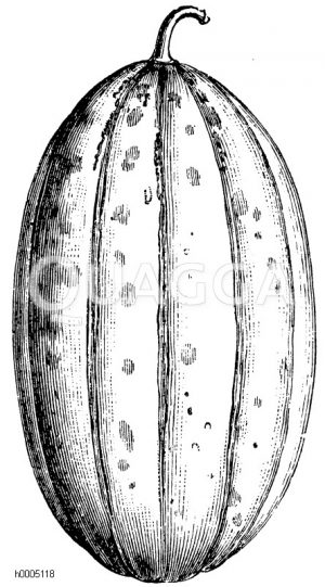 Melone, Sorte: Lange Moscatello [Digital]