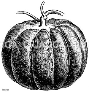 Melone, Sorte: Schwarze Kantalup oder Karmeliter-Kantalup [Digital]