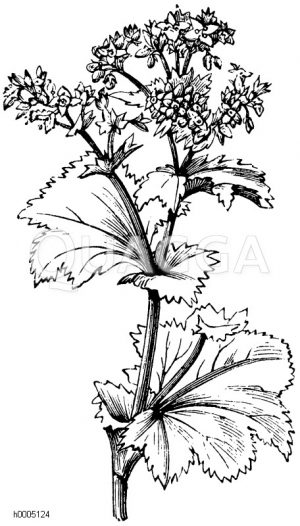 Frauenmantel [Digital]