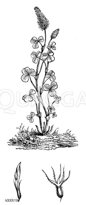 Incarnatklee, Blutklee, Rosenklee [Digital]