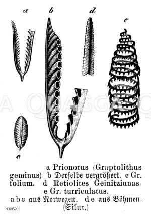 Prionotus (Graptolithus geminus), Graptolithus folium, Retiolites geinitziunas, Graptolithus turriculatus (fossil) [Digital]
