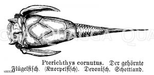 Gehörnter Flügelfisch (fossil) [Digital]