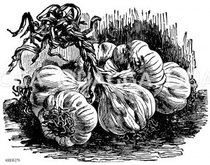 Knoblauch [Digital]