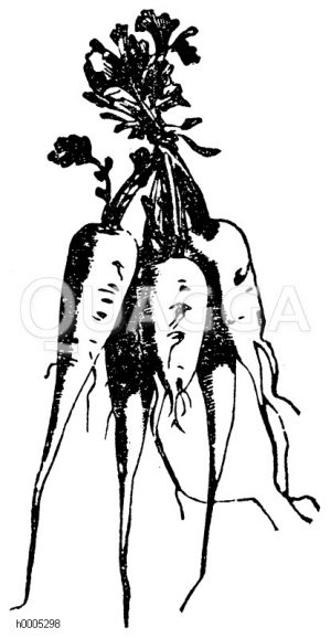 Teltower Rübchen, Märkisches Rübchen [Digital]