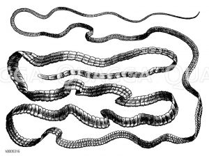 Breitgliedriger Bandwurm [Digital]