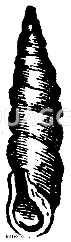 Zweizahnige Schließschnecke [Digital]