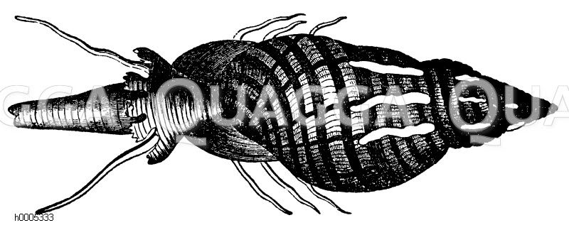 Große Fasanschnecke [Digital]