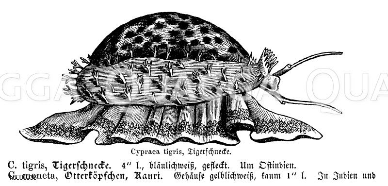 Tigerschnecke [Digital]