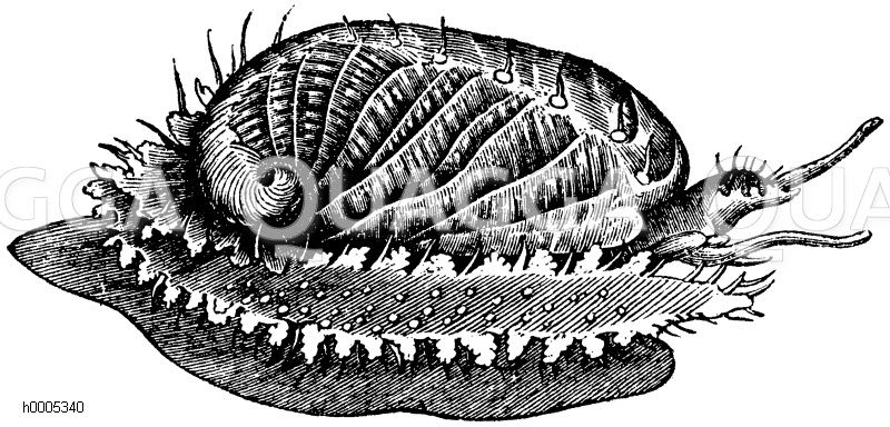 Meerohr [Digital]