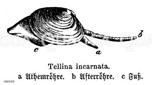 Sonnenmuschel [Digital]