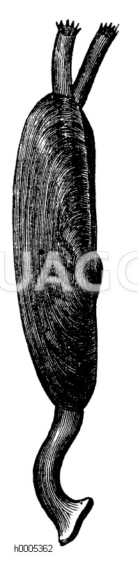 Scheidemuschel [Digital]