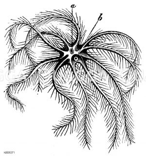 Europäischer Haarstern, a: Mund, b: After [Digital]