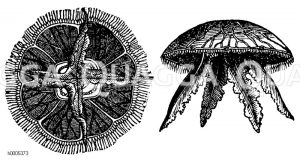 Ohrenqualle, links: von unten, rechts: von der Seite [Digital]