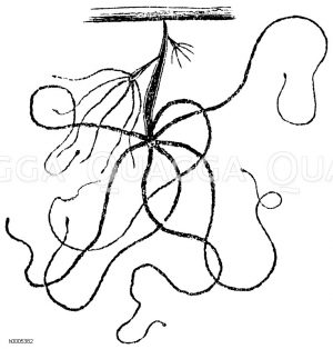 Grauer Armpolyp [Digital]