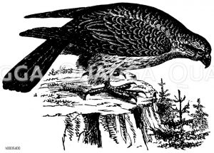 Raubvögel