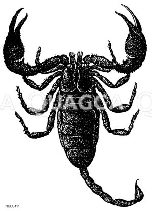 Italienischer Skorpion [Digital]