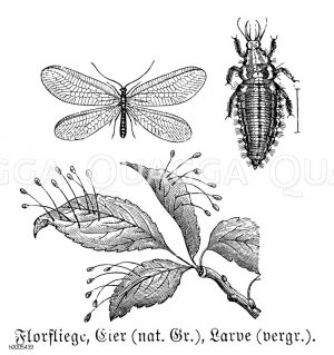 Florfliege [Digital]