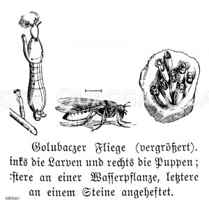 Golubaczer Fliege [Digital]