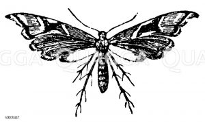 Rosengeistchen [Digital]