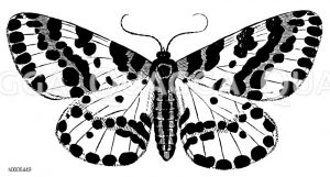 Harlekin, Stachelbeerspanner [Digital]