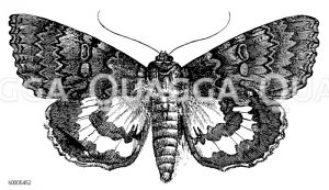 Rotes Ordensband [Digital]