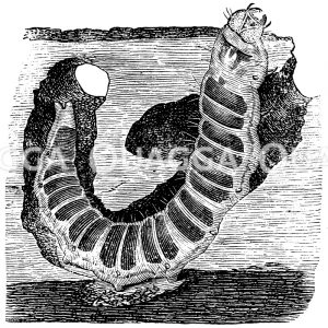 Cossus cossus: Raupe [Digital]