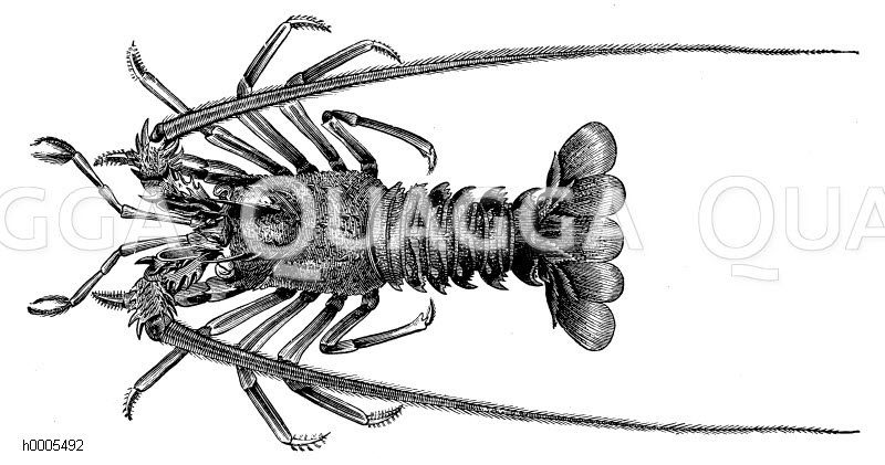 Languste Quagga Illustrations