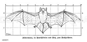 Fledermaus: Schema [Digital]