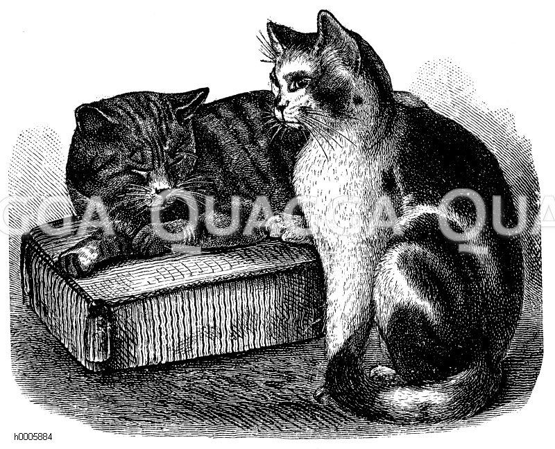 Hauskatze [Digital]