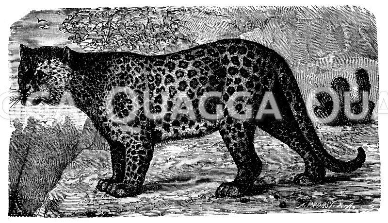 Panther [Digital]