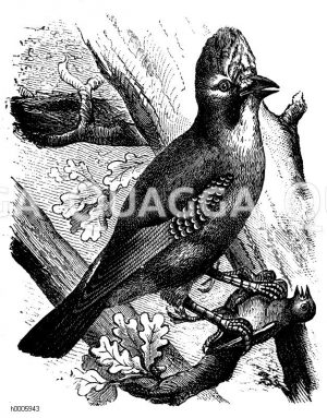 Eichelhäher [Digital]