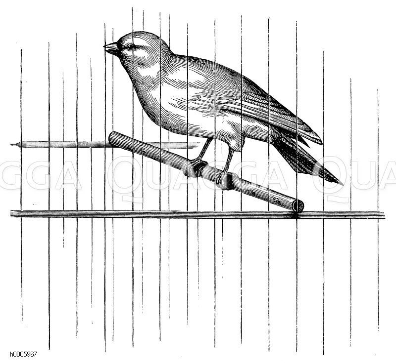 Kanarienvogel hinter Käfiggittern [Digital]