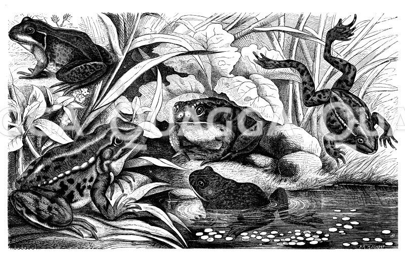 Landfrosch, Wasserfrosch, Graue Kröte, Unke [Digital]