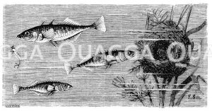 Dreistachliger Stichling, Elfstachliger Stichling [Digital]