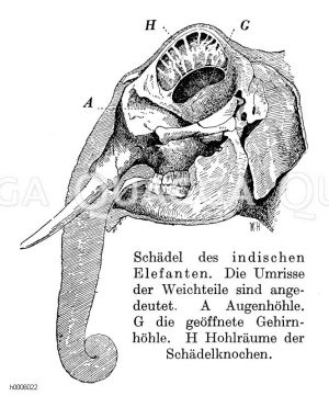 Indischer Elefant: Schädel [Digital]