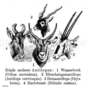 Antilopenköpfe: Wasserbock. Hirschziegenantilope. Beisaantilope. Hartebeest [Digital]