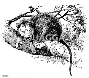 Opossum [Digital]