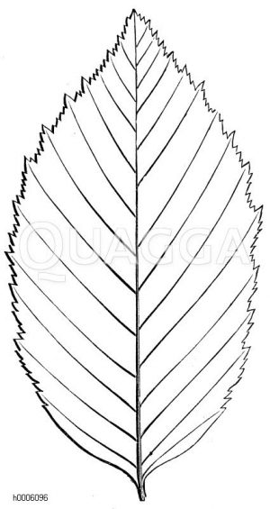 Weißbuche: Blatt [Digital]