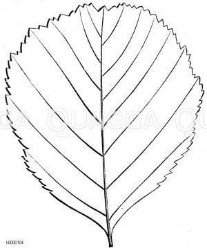 Schwarzerle: Blatt [Digital]