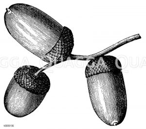 Eiche: Frucht [Digital]