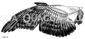 Bussard: Flügel ohne Deckfedern [Digital]