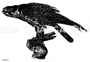 Lerchenfalke, Baumfalke [Digital]