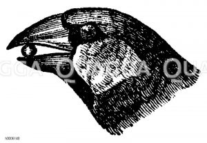 Kirschkernbeißer: Kopf [Digital]