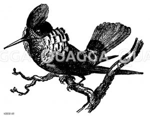 Prächtiger Kolibri [Digital]