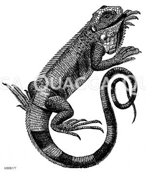 Leguane