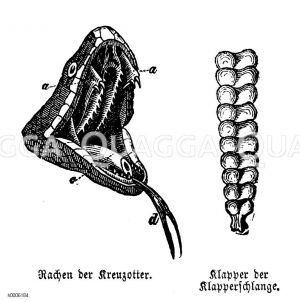 Klapperschlange: Klapper, Kreuzotter: Rachen [Digital]