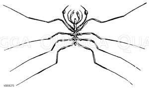 Krebsspinne [Digital]